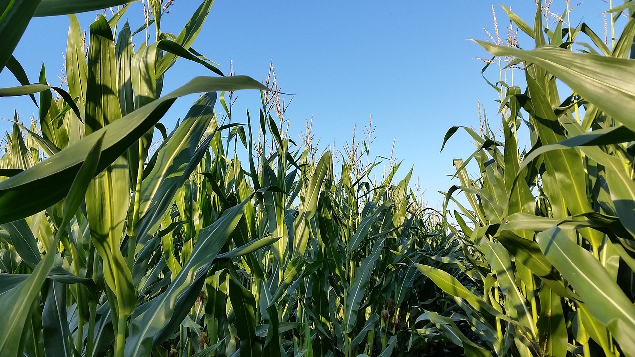 cornfield, monoculture, landscape-2685413.jpg