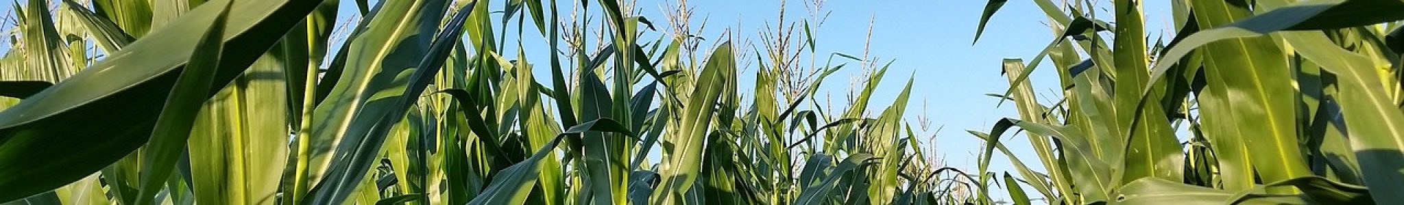 cornfield, monoculture, landscape-2685413.jpg